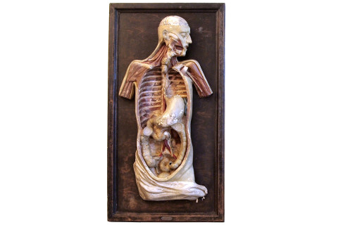 Victorian anatomical model, 1890–1900, offered by Tarlo & Graham