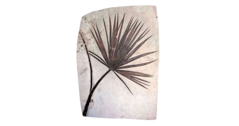 Fossilised Palm Frond Wall Plaque