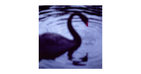 <i>Black Swan, Centennial Park, Sydney, Australia,</i> 2004, by John Huggins, offered by Sears-Peyton Gallery