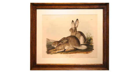 <i>Rocky Mountain Hare (Pl. III),</i> ca. 1842, by John J. Audubon, offered by Daniel Stein Antiques