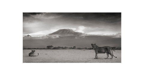 <i>Kilimanjaro Lioness, Amboseli, 2010</i>, by Nick Brandt, offered by Fahey/Klein Gallery