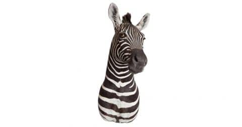 Taxidermied zebra, ca. 1980, offered by Area ID Inc.