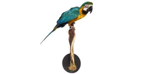Taxidermied blue and gold macaw, 21st century, offered by Creel and Gow