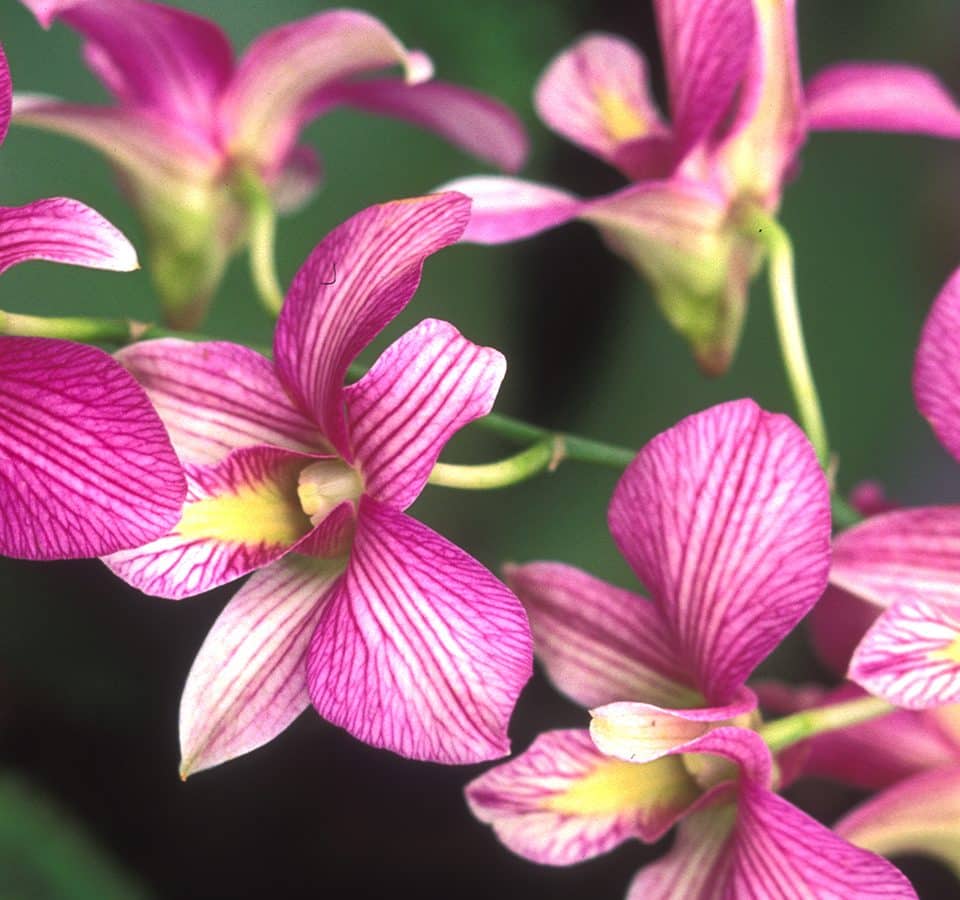 For Floral Artist Daniel Ost, Orchids Are Living Sculptures