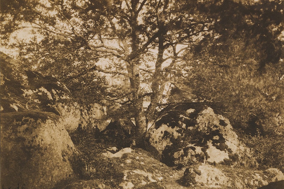 Gustave Le Gray Oak Trees and Rocks at Fontainebleau Forest Public Parks, Private Gardens: Paris to Provence French France Metropolitan Museum of Art New York