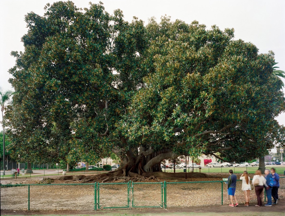 San Diego 1915 World’s Fair, “Panama-California Exposition,” Moreton Bay Fig Tree, 2013