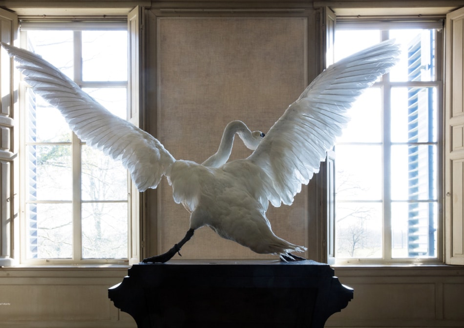 taxidermied swan