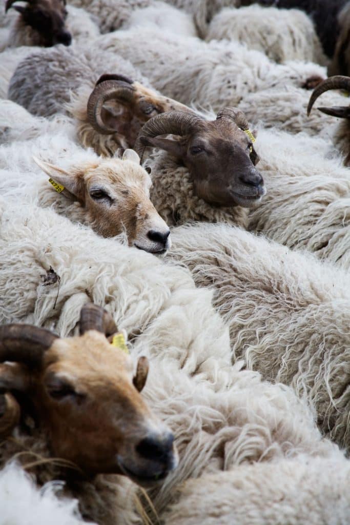 Dutch textile designer Claudy Jongstra Drenthe Heath sheep Netherlands Holland