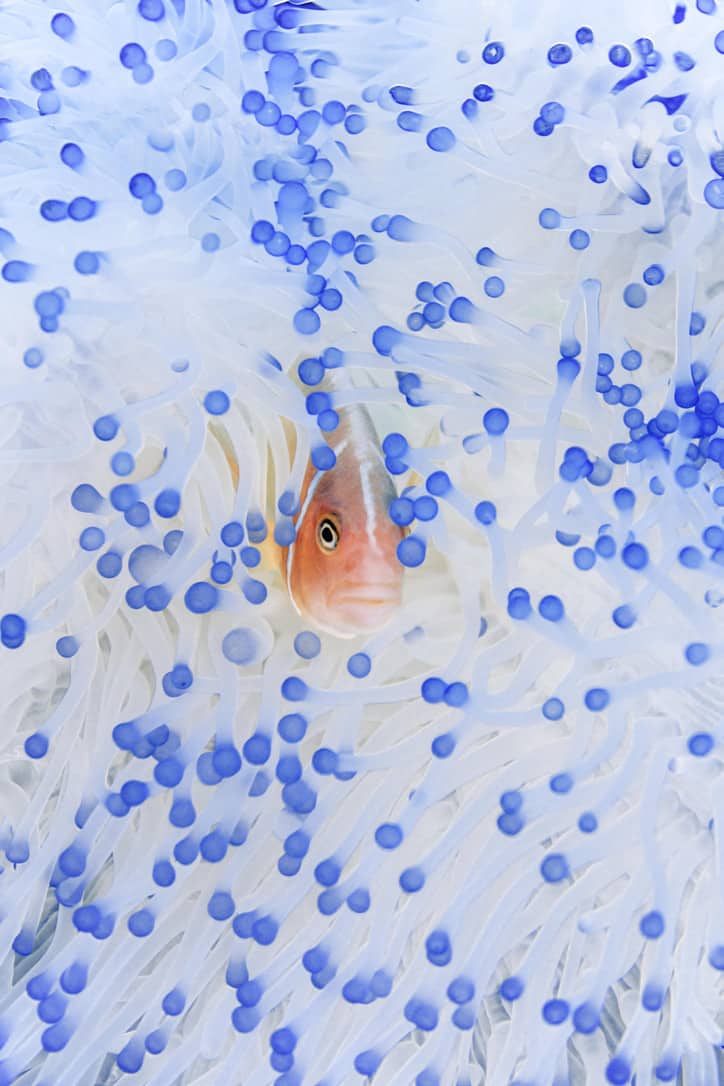 Chris Leidy’s Underwater Photographs Reveal a Tropical Ocean Paradise Few Ever See