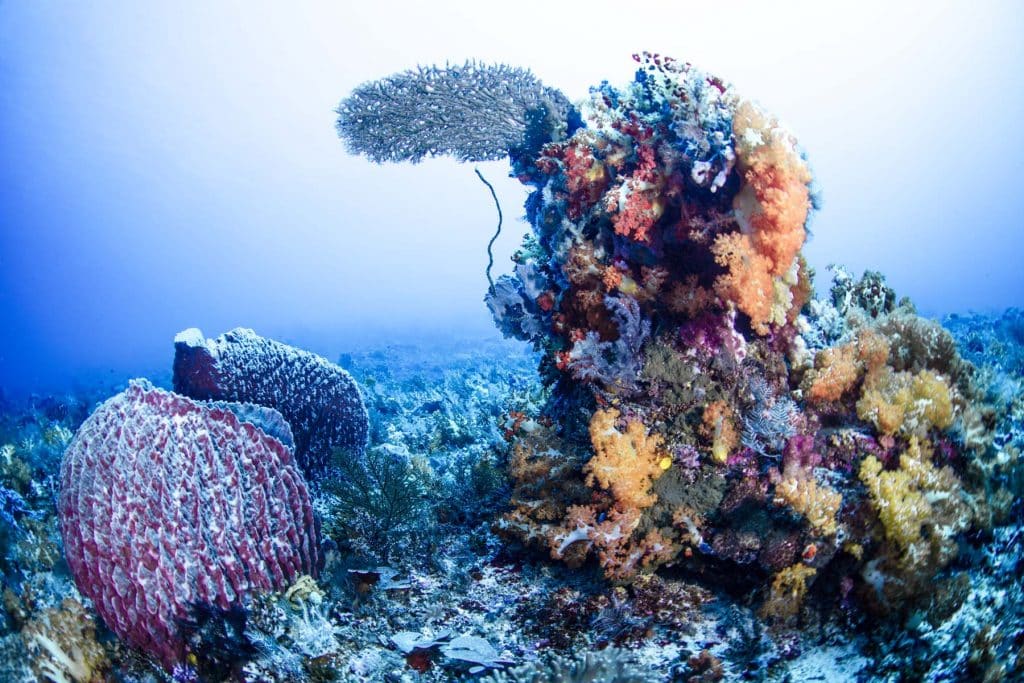 Komondo Reef by Chris Leidy