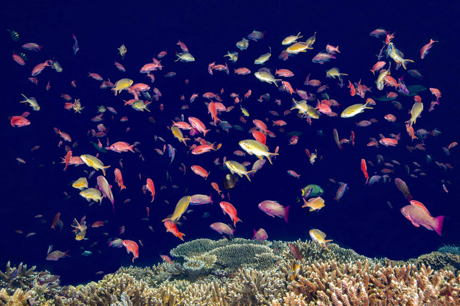 Rainbow Reef by Chris Leidy