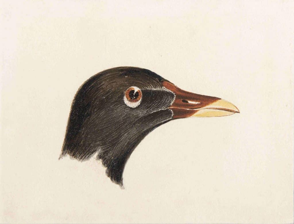 Study of the Head of a Moorhen, a watercolor painted by J.M.W. Turner 