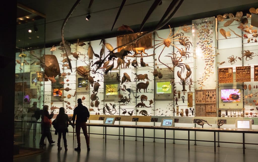 The Hall of Biodiversity at the American Museum of Natural History (AMNH), New York, USA
