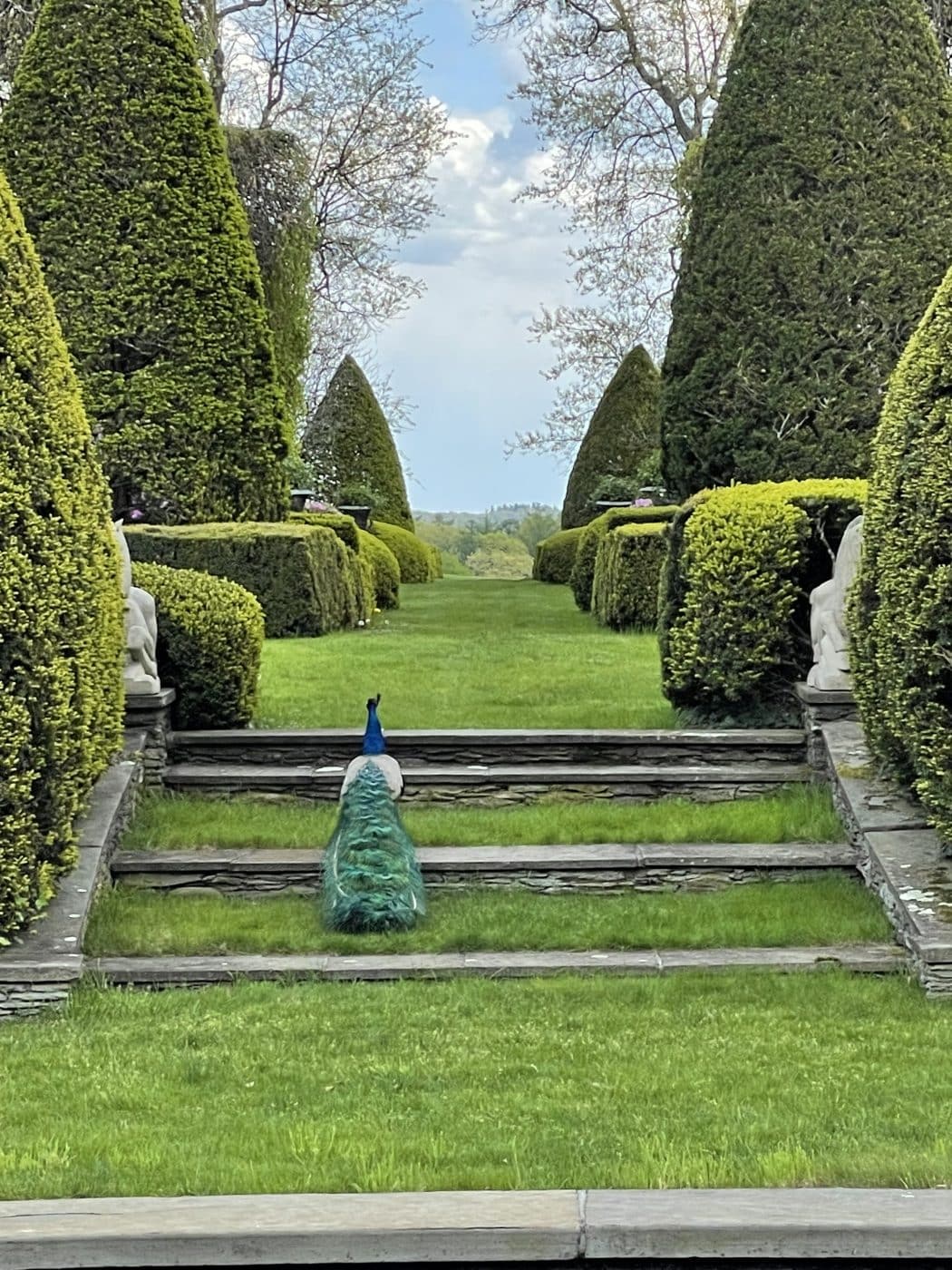 Wethersfield garden with a peacock strolling the property