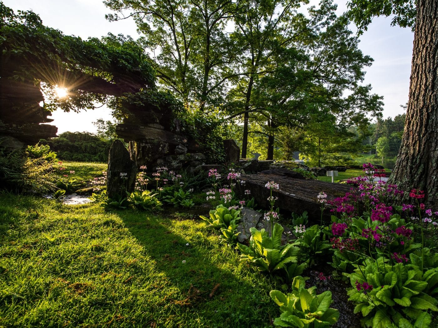 Innisfree Stone Mountain with primroses