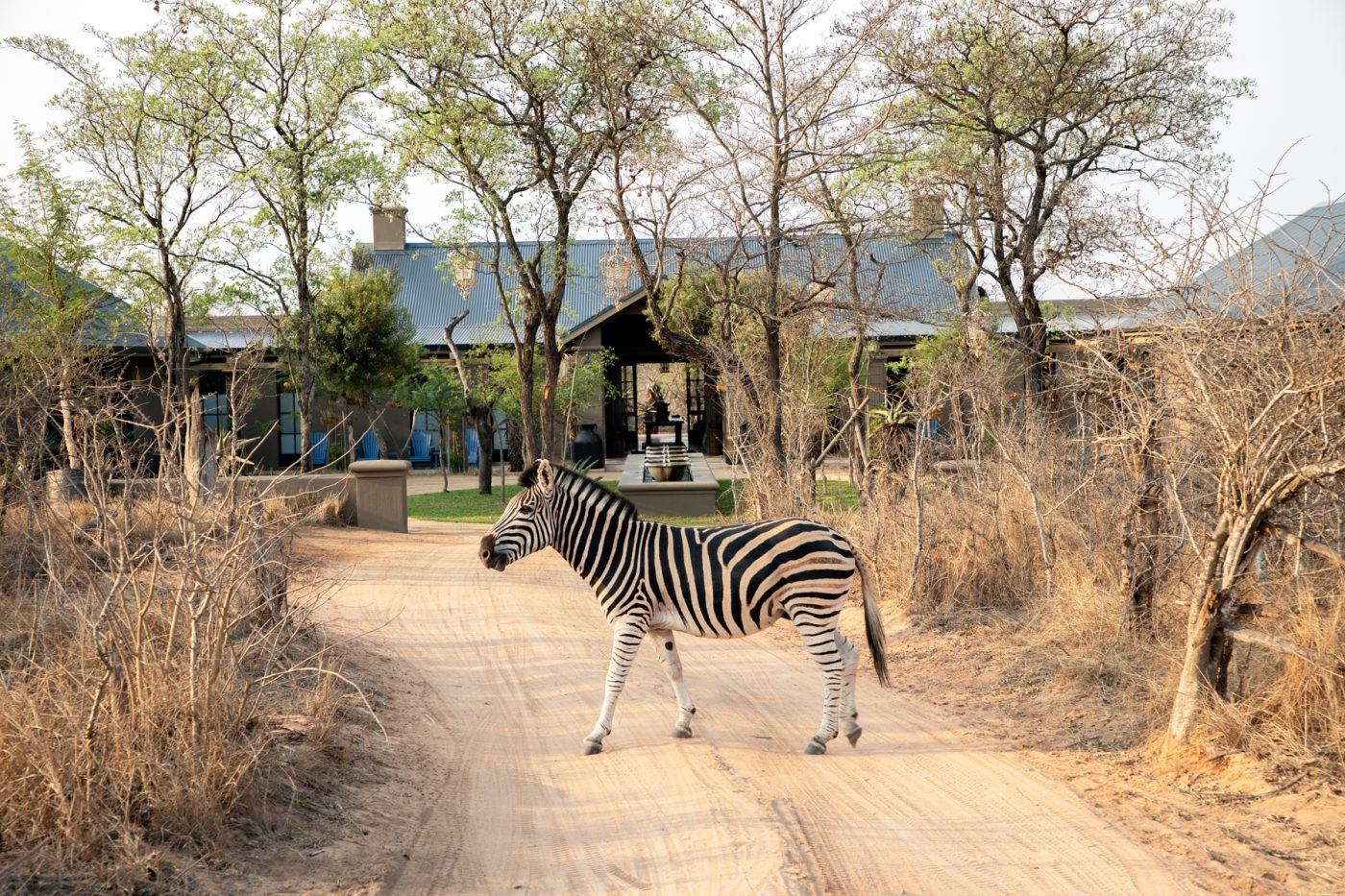 african safari theme furniture