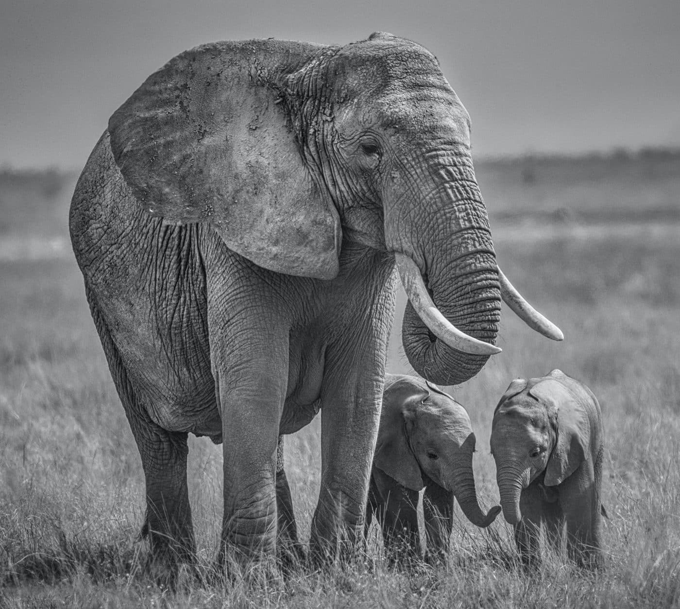 David Yarrow: Twins, 2020