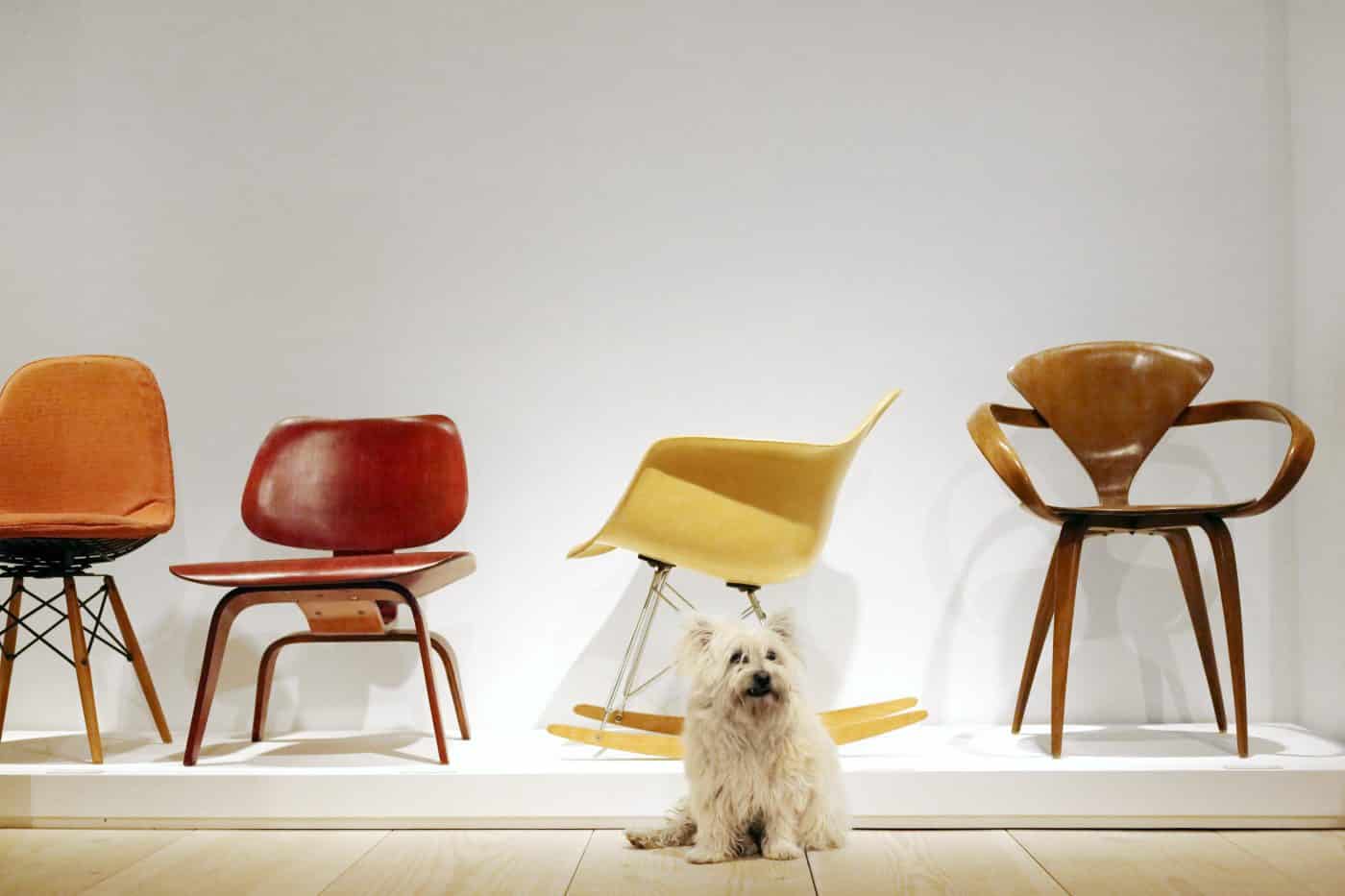 Gallery carpenter Manfred Schuler's fluffy white dog Knut sitting in front of, from left, CHARLES AND RAY EAMES’s SWIVEL, LCW and RAR ROCKING chairs and a NORMAN CHERNER Pretzel chair