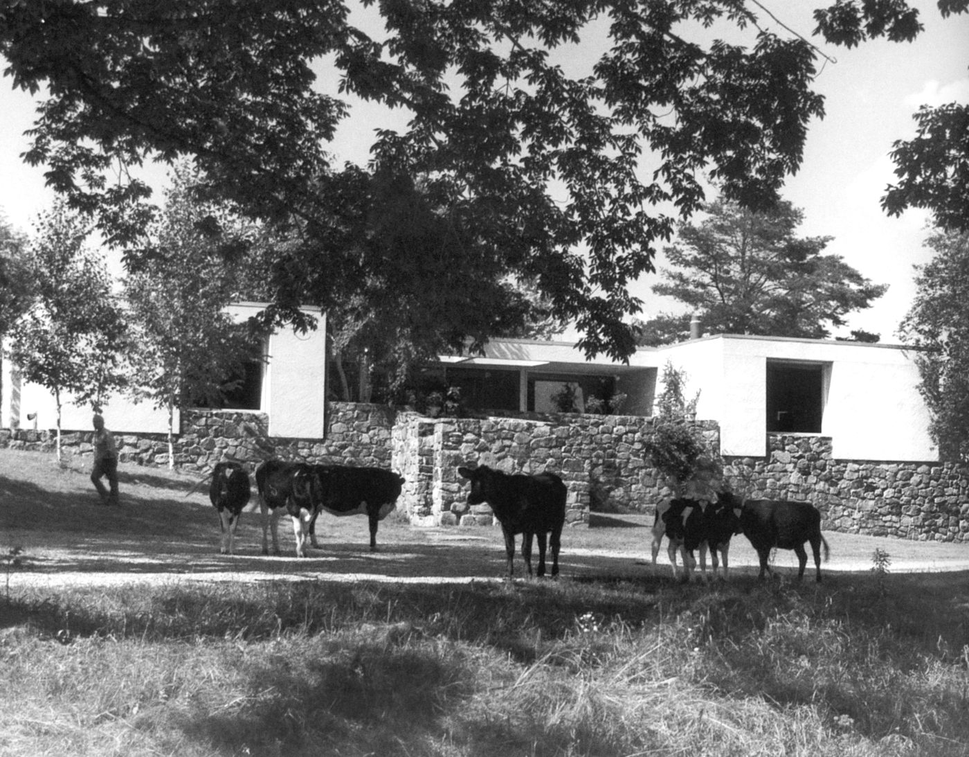 Black and white photo of cows grazing outside of Stillman House II