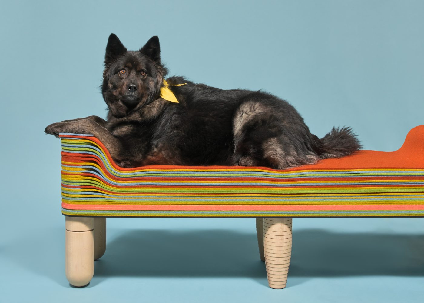 Photo of the Maxine bench, featuring its namesake: Drut's dog