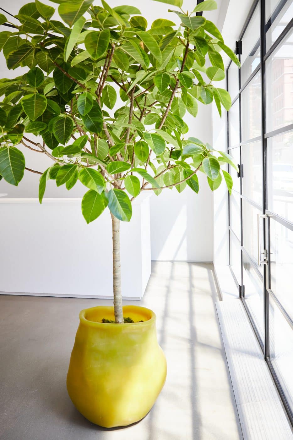 A small tree in Paula Hayes's yellow silicone "Ginko" planter
