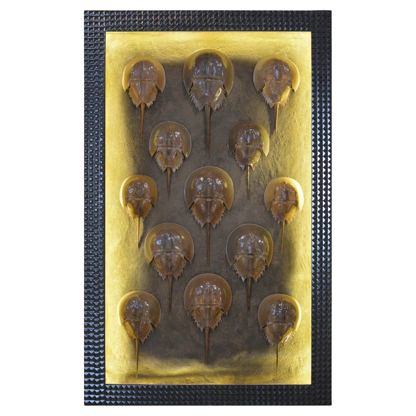 A Tennant New York Shadow Box displaying 13 horseshoe crab shells