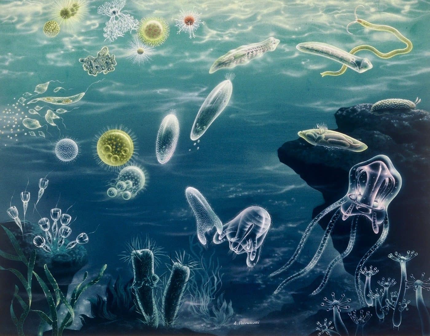 Antonio Petruccelli, Undersea Jellyfish, 1955