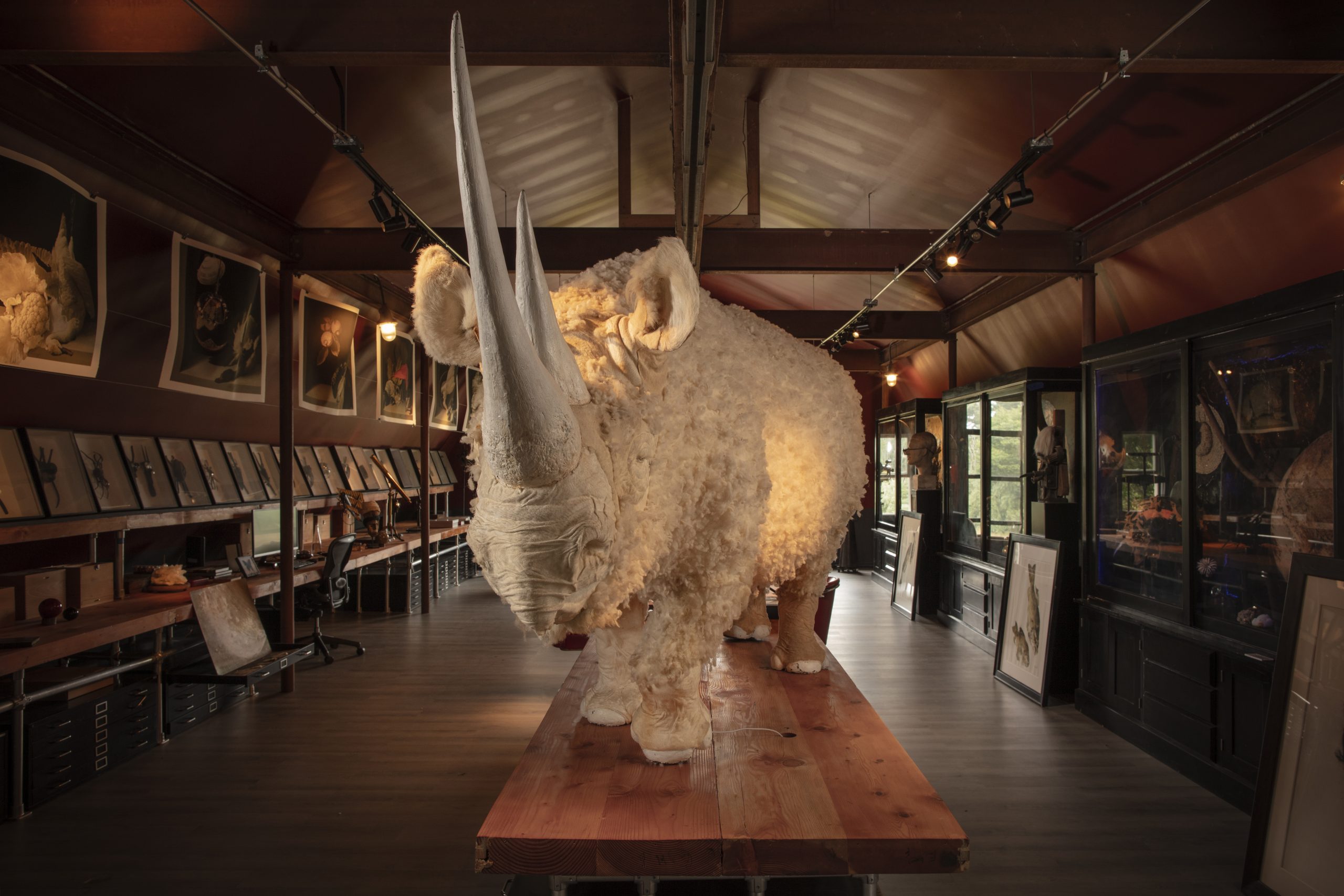 A life-size sculpture of a white rhinoceros on a table in the Southampton, New York, studio of architect Thierry Despont