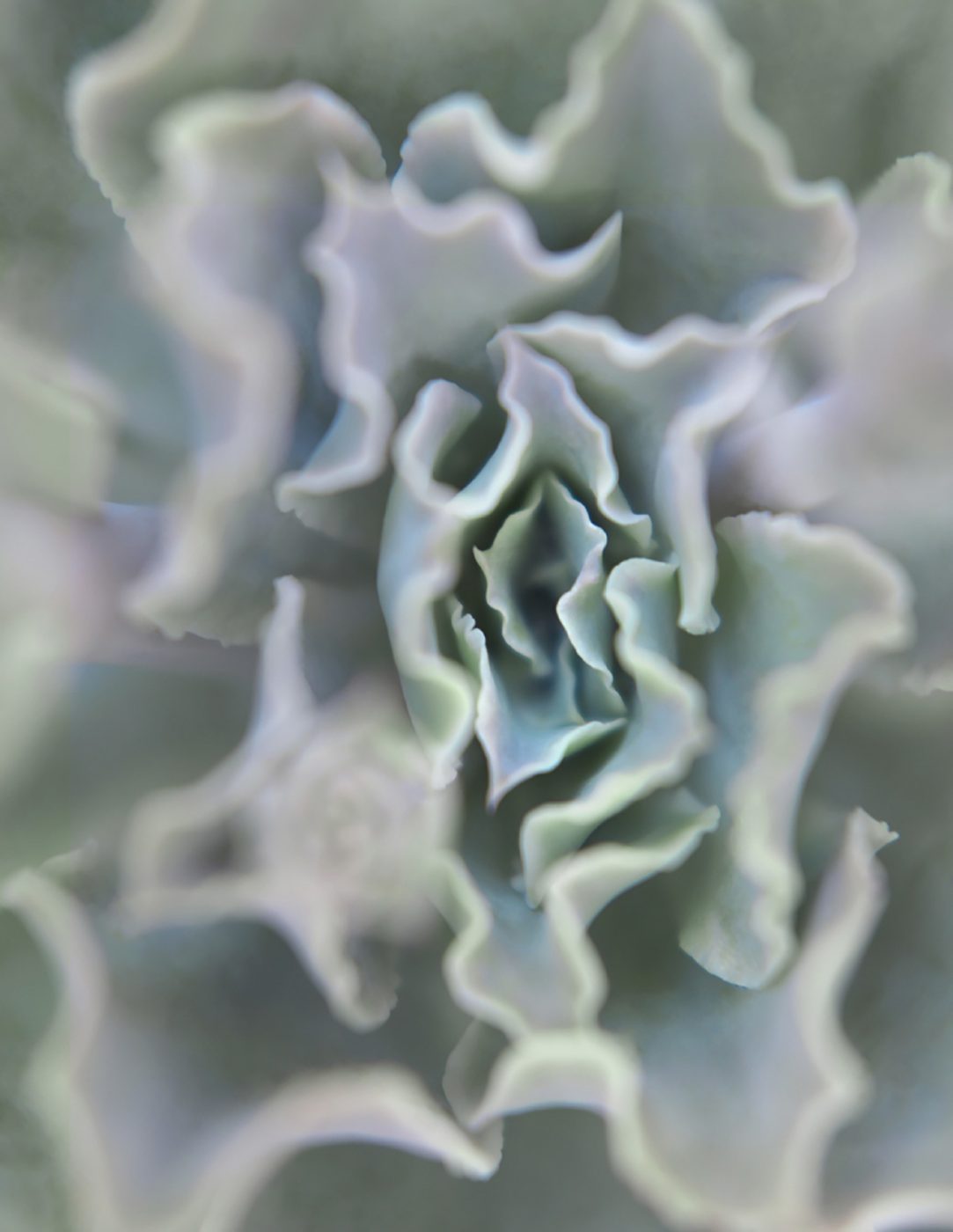 Succulent 01, from the series "Bushes and Succulents," 2018, by Mona Kuhn