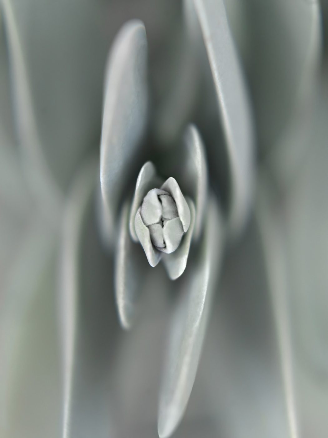 Succulent 04, from the series "Bushes and Succulents," 2018, by Mona Kuhn
