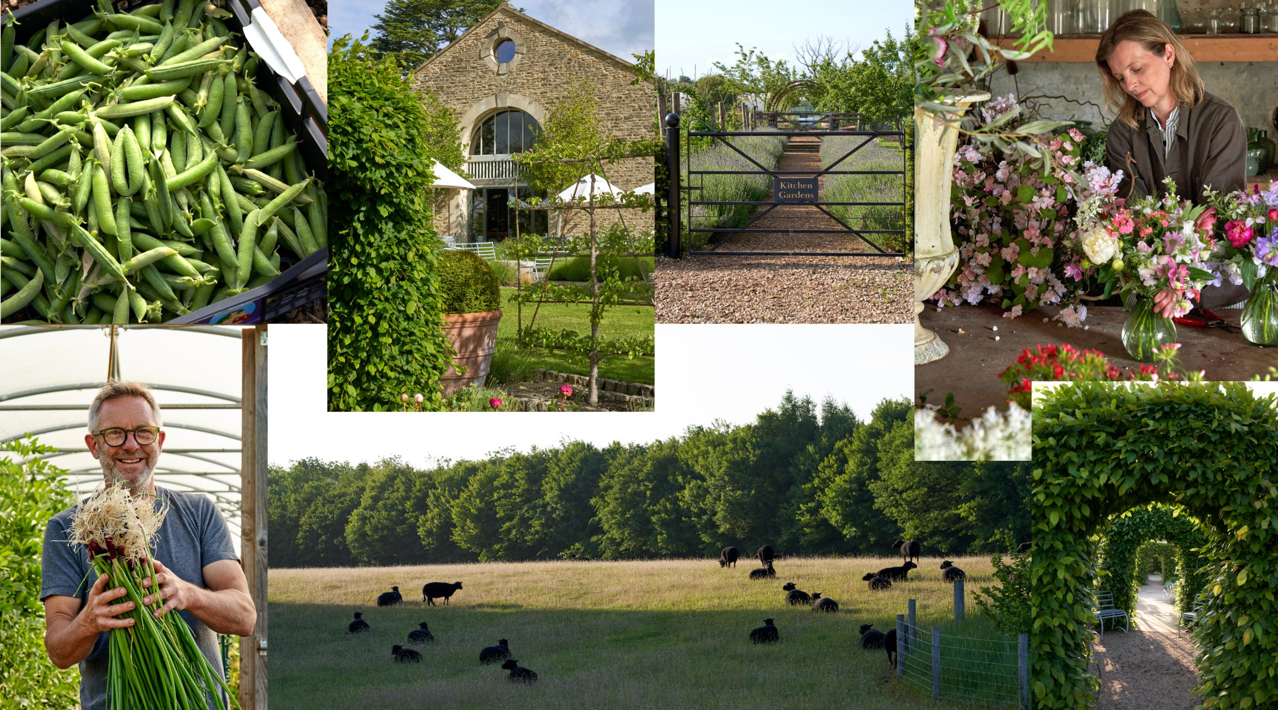 Scenes from the Thyme gardens, fields and pathways florist flower arranging fresh picked beans hedgerows Cotswolds