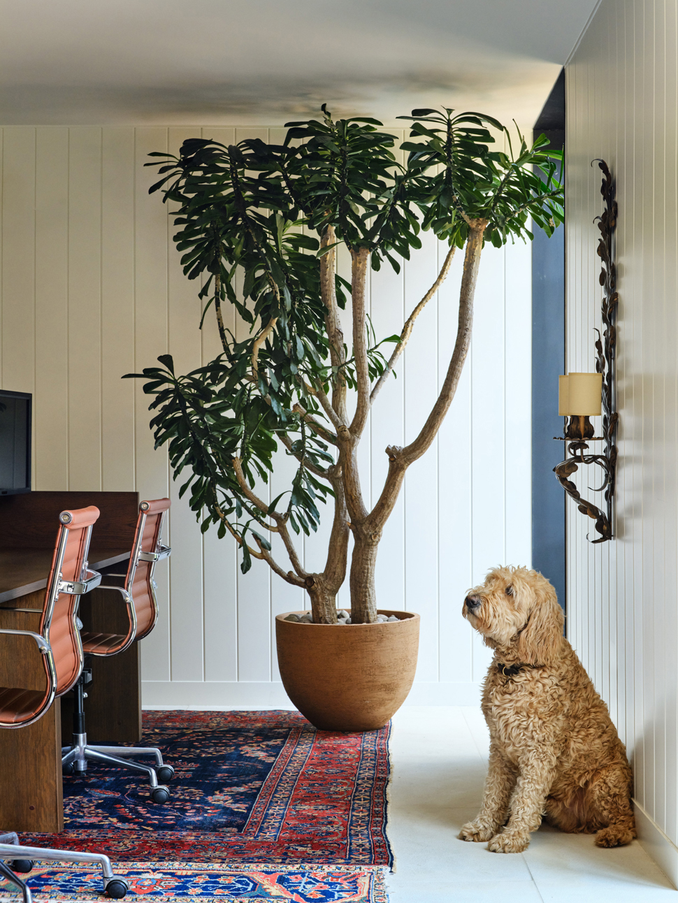 Dog and large indoor tree beside studio design desks in the headquarters of the Booklyn garden design firm Harrison Green